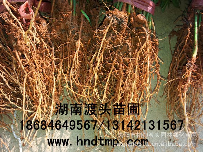 花(huā)木(mù)商情·湖(hú)南(nán)花(huā)木(mù)商情·湖(hú)南(nán)苗木(mù)商情·湖(hú)南(nán)花(huā)木(mù)網·湖(hú)南(nán)花(huā)木(mù)市(shì)場(chǎng)網·浏陽花(huā)木(mù)網·花(huā)木(mù)銷售網·湖(hú)南(nán)長(cháng)沙浏陽花(huā)木(mù)·湖(hú)南(nán)長(cháng)沙浏陽花(huā)木(mù)基地(dì)·湖(hú)南(nán)苗圃基地(dì)·長(cháng)沙苗圃基地(dì)·浏陽苗圃基地(dì)·湖(hú)南(nán)長(cháng)沙浏陽苗圃基地(dì)·苗圃·花(huā)木(mù)基地(dì)·渡頭峥嵘苗木(mù)·湖(hú)南(nán)大(dà)型苗木(mù)基地(dì)·大(dà)型綠(lǜ)化(huà)苗木(mù)基地(dì)羅漢松·羅漢松價格·羅漢松最新價格·羅漢松最新價格行(xíng)情·湖(hú)南(nán)羅漢松價格·長(cháng)沙羅漢松價格·浏陽羅漢松價格·湖(hú)南(nán)哪裡(lǐ)有(yǒu)羅漢松買·湖(hú)南(nán)長(cháng)沙羅漢松苗圃·求購(gòu)3公分(fēn)羅漢松·求購(gòu)4公分(fēn)羅漢松·求購(gòu)5公分(fēn)羅漢松·求購(gòu)6公分(fēn)羅漢松·求購(gòu)7公分(fēn)羅漢松·求購(gòu)8公分(fēn)羅漢松· 花(huā)木(mù)商情·湖(hú)南(nán)花(huā)木(mù)商情·湖(hú)南(nán)苗木(mù)商情·湖(hú)南(nán)花(huā)木(mù)網·湖(hú)南(nán)花(huā)木(mù)市(shì)場(chǎng)網·浏陽花(huā)木(mù)網·花(huā)木(mù)銷售網·湖(hú)南(nán)長(cháng)沙浏陽花(huā)木(mù)·湖(hú)南(nán)長(cháng)沙浏陽花(huā)木(mù)基地(dì)·湖(hú)南(nán)苗圃基地(dì)·長(cháng)沙苗圃基地(dì)·浏陽苗圃基地(dì)·湖(hú)南(nán)長(cháng)沙浏陽苗圃基地(dì)·苗圃·花(huā)木(mù)基地(dì)·渡頭峥嵘苗木(mù)·湖(hú)南(nán)大(dà)型苗木(mù)基地(dì)·大(dà)型綠(lǜ)化(huà)苗木(mù)基地(dì)羅漢松·羅漢松價格·羅漢松最新價格·羅漢松最新價格行(xíng)情·湖(hú)南(nán)羅漢松價格·長(cháng)沙羅漢松價格·浏陽羅漢松價格·湖(hú)南(nán)哪裡(lǐ)有(yǒu)羅漢松買·湖(hú)南(nán)長(cháng)沙羅漢松苗圃·求購(gòu)3公分(fēn)羅漢松·求購(gòu)4公分(fēn)羅漢松·求購(gòu)5公分(fēn)羅漢松·求購(gòu)6公分(fēn)羅漢松·求購(gòu)7公分(fēn)羅漢松·求購(gòu)8公分(fēn)羅漢松·