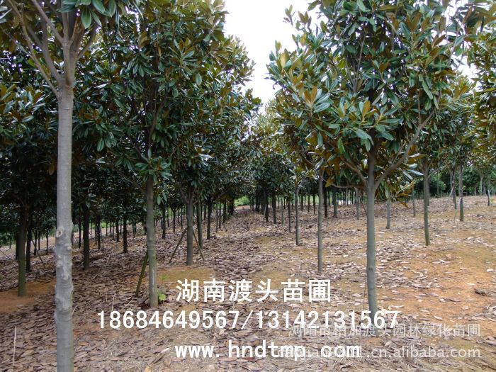 廣玉蘭/廣玉蘭價格/廣玉蘭最新價格/廣玉蘭最新價格行(xíng)情/廣玉蘭2012年(nián)最新價格/廣玉蘭2013年(nián)價格/ 廣玉蘭/廣玉蘭價格/廣玉蘭最新價格/廣玉蘭最新價格行(xíng)情/廣玉蘭2012年(nián)最新價格/廣玉蘭2013年(nián)價格/