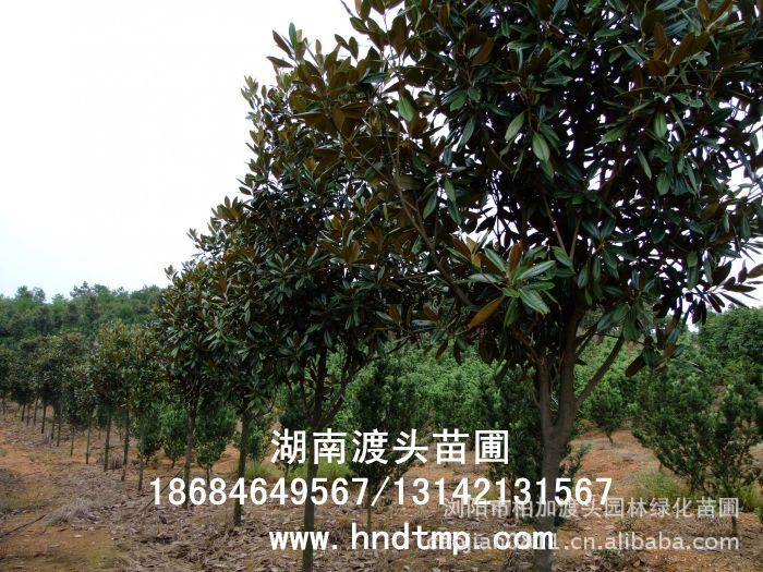 廣玉蘭/廣玉蘭價格/廣玉蘭最新價格/廣玉蘭最新價格行(xíng)情/廣玉蘭2012年(nián)最新價格/廣玉蘭2013年(nián)價格/ 廣玉蘭/廣玉蘭價格/廣玉蘭最新價格/廣玉蘭最新價格行(xíng)情/廣玉蘭2012年(nián)最新價格/廣玉蘭2013年(nián)價格/