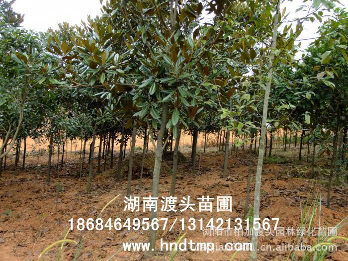 廣玉蘭/廣玉蘭價格/廣玉蘭最新價格/廣玉蘭最新價格行(xíng)情/廣玉蘭2012年(nián)最新價格/廣玉蘭2013年(nián)價格/ 廣玉蘭/廣玉蘭價格/廣玉蘭最新價格/廣玉蘭最新價格行(xíng)情/廣玉蘭2012年(nián)最新價格/廣玉蘭2013年(nián)價格/