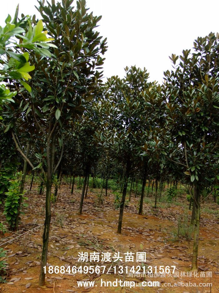 廣玉蘭/廣玉蘭價格/廣玉蘭最新價格/廣玉蘭最新價格行(xíng)情/廣玉蘭2012年(nián)最新價格/廣玉蘭2013年(nián)價格/ 廣玉蘭/廣玉蘭價格/廣玉蘭最新價格/廣玉蘭最新價格行(xíng)情/廣玉蘭2012年(nián)最新價格/廣玉蘭2013年(nián)價格/