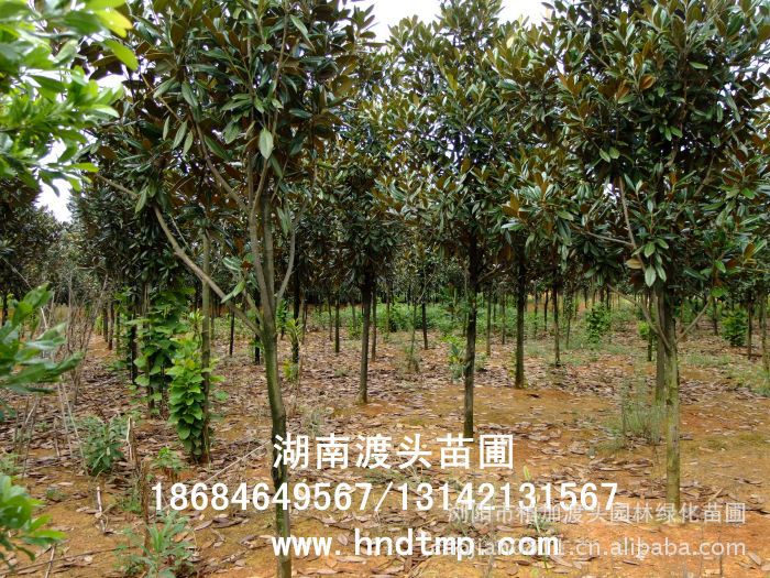 廣玉蘭/廣玉蘭價格/廣玉蘭最新價格/廣玉蘭最新價格行(xíng)情/廣玉蘭2012年(nián)最新價格/廣玉蘭2013年(nián)價格/ 廣玉蘭/廣玉蘭價格/廣玉蘭最新價格/廣玉蘭最新價格行(xíng)情/廣玉蘭2012年(nián)最新價格/廣玉蘭2013年(nián)價格/