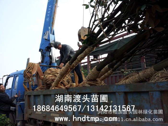 廣玉蘭基地(dì) 廣玉蘭照(zhào)片 哪裡(lǐ)有(yǒu)廣玉蘭買 廣玉蘭價格 廣玉蘭20公分(fēn) 廣玉蘭湖(hú)南(nán)苗木(mù) 湖(hú)南(nán)花(huā)木(mù)網 湖(hú)南(nán)花(huā)木(mù)商情 湖(hú)南(nán)花(huā)木(mù)市(shì)場(chǎng)網 四川苗圃 湖(hú)北(běi)苗木(mù) 湖(hú)南(nán)苗木(mù) 長(cháng)沙苗木(mù) 貴州苗木(mù) 四川重慶苗木(mù) 成都(dōu)苗木(mù) 溫江苗木(mù) 湖(hú)南(nán)花(huā)木(mù)市(shì)場(chǎng) 湖(hú)南(nán)花(huā)卉苗木(mù)市(shì)場(chǎng)網 湖(hú)南(nán)花(huā)木(mù)花(huā)卉之鄉(xiāng) 廣玉蘭基地(dì) 廣玉蘭照(zhào)片 哪裡(lǐ)有(yǒu)廣玉蘭買 廣玉蘭價格 廣玉蘭20公分(fēn) 廣玉蘭湖(hú)南(nán)苗木(mù) 湖(hú)南(nán)花(huā)木(mù)網 湖(hú)南(nán)花(huā)木(mù)商情 湖(hú)南(nán)花(huā)木(mù)市(shì)場(chǎng)網 四川苗圃 湖(hú)北(běi)苗木(mù) 湖(hú)南(nán)苗木(mù) 長(cháng)沙苗木(mù) 貴州苗木(mù) 四川重慶苗木(mù) 成都(dōu)苗木(mù) 溫江苗木(mù) 湖(hú)南(nán)花(huā)木(mù)市(shì)場(chǎng) 湖(hú)南(nán)花(huā)卉苗木(mù)市(shì)場(chǎng)網 湖(hú)南(nán)花(huā)木(mù)花(huā)卉之鄉(xiāng)