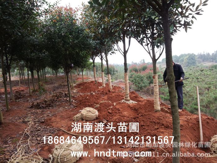 湖(hú)南(nán)花(huā)木(mù)網 湖(hú)南(nán)花(huā)木(mù)信息網 湖(hú)南(nán)花(huā)卉信息 花(huā)木(mù)商情 湖(hú)南(nán)花(huā)木(mù) 湖(hú)南(nán)花(huā)卉 湖(hú)南(nán)苗木(mù)網 湖(hú)南(nán)苗木(mù)市(shì)場(chǎng)網 湖(hú)南(nán)苗圃基地(dì)網 湖(hú)南(nán)苗圃 湖(hú)南(nán)苗圃基地(dì) 湖(hú)南(nán)花(huā)木(mù)苗圃 湖(hú)南(nán)花(huā)木(mù)網 湖(hú)南(nán)花(huā)木(mù)信息網 湖(hú)南(nán)花(huā)卉信息 花(huā)木(mù)商情 湖(hú)南(nán)花(huā)木(mù) 湖(hú)南(nán)花(huā)卉 湖(hú)南(nán)苗木(mù)網 湖(hú)南(nán)苗木(mù)市(shì)場(chǎng)網 湖(hú)南(nán)苗圃基地(dì)網 湖(hú)南(nán)苗圃 湖(hú)南(nán)苗圃基地(dì) 湖(hú)南(nán)花(huā)木(mù)苗圃