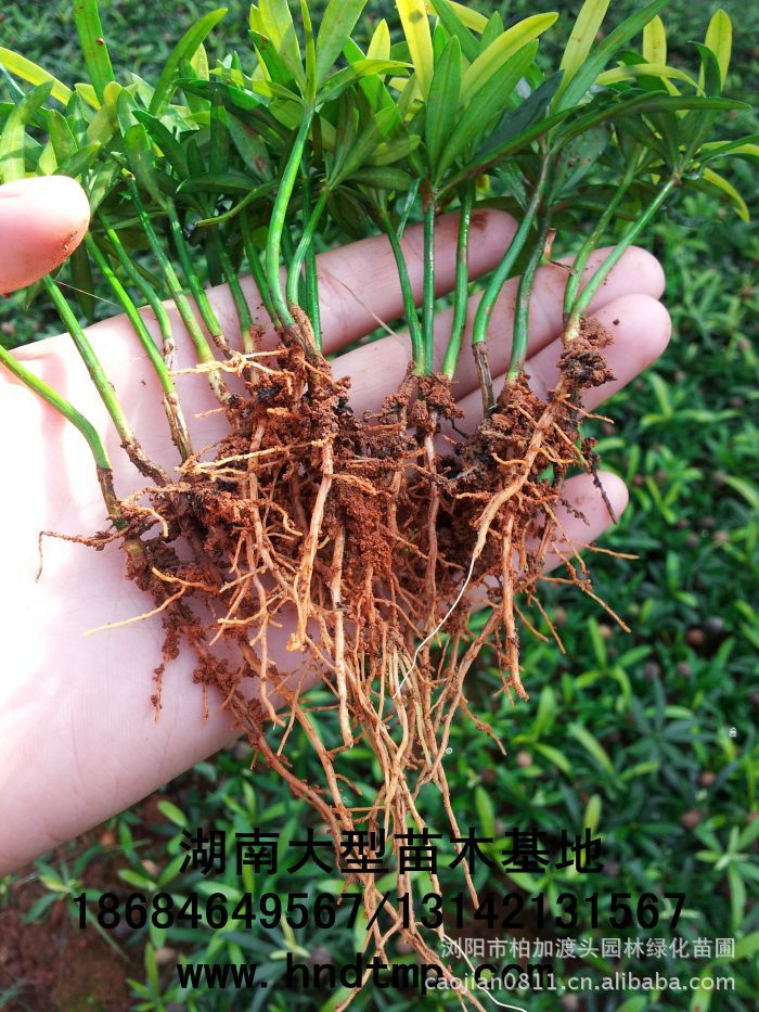 求購(gòu)花(huā)木(mù)信息 求購(gòu)苗木(mù) 求購(gòu)花(huā)卉苗木(mù) 求購(gòu)綠(lǜ)化(huà)工(gōng)程苗 求購(gòu)網 求購(gòu)湖(hú)南(nán)花(huā)木(mù) 湖(hú)南(nán)花(huā)木(mù) 湖(hú)南(nán)苗木(mù) 湖(hú)南(nán)綠(lǜ)化(huà)苗木(mù)基地(dì) 湖(hú)南(nán)綠(lǜ)化(huà)苗圃基地(dì) 湖(hú)南(nán)綠(lǜ)化(huà)苗木(mù)直銷基地(dì) 湖(hú)南(nán)花(huā)木(mù)求購(gòu)信息 湖(hú)南(nán)花(huā)木(mù)求購(gòu)最新信息 花(huā)木(mù)求購(gòu)信息 求購(gòu)羅漢松 求購(gòu)羅漢松種子(zǐ) 求購(gòu)羅漢松苗 求購(gòu)八月(yuè)桂 求購(gòu)紫薇 求購(gòu)櫻花(huā) 求購(gòu)海(hǎi)棠 求購(gòu)羅漢松10公分(fēn) 求購(gòu)花(huā)木(mù)信息 求購(gòu)苗木(mù) 求購(gòu)花(huā)卉苗木(mù) 求購(gòu)綠(lǜ)化(huà)工(gōng)程苗 求購(gòu)網 求購(gòu)湖(hú)南(nán)花(huā)木(mù) 湖(hú)南(nán)花(huā)木(mù) 湖(hú)南(nán)苗木(mù) 湖(hú)南(nán)綠(lǜ)化(huà)苗木(mù)基地(dì) 湖(hú)南(nán)綠(lǜ)化(huà)苗圃基地(dì) 湖(hú)南(nán)綠(lǜ)化(huà)苗木(mù)直銷基地(dì) 湖(hú)南(nán)花(huā)木(mù)求購(gòu)信息 湖(hú)南(nán)花(huā)木(mù)求購(gòu)最新信息 花(huā)木(mù)求購(gòu)信息 求購(gòu)羅漢松 求購(gòu)羅漢松種子(zǐ) 求購(gòu)羅漢松苗 求購(gòu)八月(yuè)桂 求購(gòu)紫薇 求購(gòu)櫻花(huā) 求購(gòu)海(hǎi)棠 求購(gòu)羅漢松10公分(fēn)