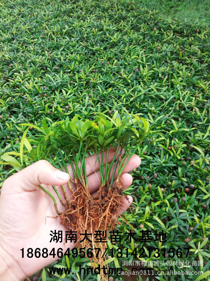 湖(hú)南(nán)花(huā)木(mù)網 求購(gòu)苗木(mù) 供應苗木(mù) 最新求購(gòu)信息 求購(gòu)八月(yuè)桂 求購(gòu)桂花(huā) 求購(gòu)羅漢松 求購(gòu)5公分(fēn)羅漢松 求購(gòu)10公分(fēn)羅漢松 求購(gòu)垃圾羅漢松 求購(gòu)羅漢松小(xiǎo)苗 最新求購(gòu)信息 青青花(huā)木(mù)網求購(gòu) 花(huā)木(mù)網求購(gòu)信息 求購(gòu)苗木(mù) 求購(gòu)花(huā)木(mù) 湖(hú)南(nán)花(huā)木(mù)網 求購(gòu)苗木(mù) 供應苗木(mù) 最新求購(gòu)信息 求購(gòu)八月(yuè)桂 求購(gòu)桂花(huā) 求購(gòu)羅漢松 求購(gòu)5公分(fēn)羅漢松 求購(gòu)10公分(fēn)羅漢松 求購(gòu)垃圾羅漢松 求購(gòu)羅漢松小(xiǎo)苗 最新求購(gòu)信息 青青花(huā)木(mù)網求購(gòu) 花(huā)木(mù)網求購(gòu)信息 求購(gòu)苗木(mù) 求購(gòu)花(huā)木(mù)