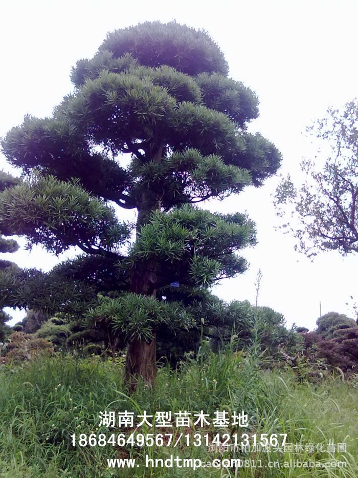 20大(dà)羅漢松 大(dà)規格羅漢松 求購(gòu)大(dà)規格羅漢松 求購(gòu)羅漢松大(dà)樹(shù) 求購(gòu)大(dà)樹(shù) 求購(gòu)大(dà)規格綠(lǜ)化(huà)樹(shù) 求購(gòu)綠(lǜ)化(huà)苗木(mù) 求購(gòu)綠(lǜ)化(huà)工(gōng)程苗 求購(gòu)苗木(mù) 求購(gòu)桂花(huā) 求購(gòu)綠(lǜ)化(huà)苗木(mù) 青青花(huā)木(mù)網 青青綠(lǜ)化(huà)苗圃 渡頭苗圃 柏加花(huā)木(mù) 跳(tiào)馬苗木(mù) 求購(gòu)花(huā)木(mù) 長(cháng)沙苗圃 湖(hú)南(nán)苗圃 浏陽苗圃 湖(hú)南(nán)花(huā)木(mù)基地(dì) 浏陽花(huā)木(mù)基地(dì) 長(cháng)沙花(huā)木(mù)基地(dì) 浏陽綠(lǜ)化(huà)苗木(mù)直銷 長(cháng)沙綠(lǜ)化(huà)苗木(mù)直銷 20大(dà)羅漢松 大(dà)規格羅漢松 求購(gòu)大(dà)規格羅漢松 求購(gòu)羅漢松大(dà)樹(shù) 求購(gòu)大(dà)樹(shù) 求購(gòu)大(dà)規格綠(lǜ)化(huà)樹(shù) 求購(gòu)綠(lǜ)化(huà)苗木(mù) 求購(gòu)綠(lǜ)化(huà)工(gōng)程苗 求購(gòu)苗木(mù) 求購(gòu)桂花(huā) 求購(gòu)綠(lǜ)化(huà)苗木(mù) 青青花(huā)木(mù)網 青青綠(lǜ)化(huà)苗圃 渡頭苗圃 柏加花(huā)木(mù) 跳(tiào)馬苗木(mù) 求購(gòu)花(huā)木(mù) 長(cháng)沙苗圃 湖(hú)南(nán)苗圃 浏陽苗圃 湖(hú)南(nán)花(huā)木(mù)基地(dì) 浏陽花(huā)木(mù)基地(dì) 長(cháng)沙花(huā)木(mù)基地(dì) 浏陽綠(lǜ)化(huà)苗木(mù)直銷 長(cháng)沙綠(lǜ)化(huà)苗木(mù)直銷