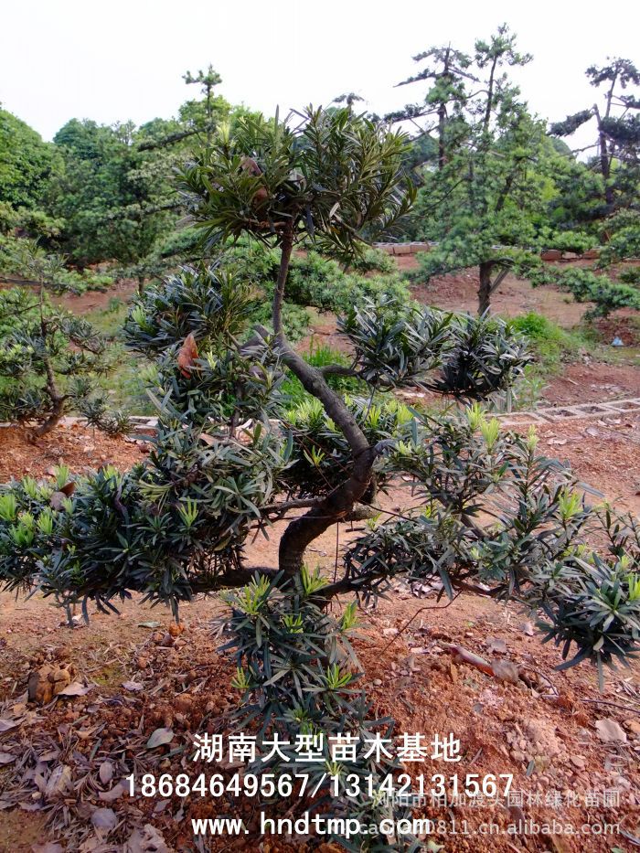 羅漢松盆景 造型羅漢松 造型羅漢松毛坯 羅漢松造型毛坯 日(rì)本羅漢松盆景 小(xiǎo)葉羅漢松盆景 羅漢松精品盆景 羅漢松精品盆栽 造型羅漢松精品盆栽 造型羅漢松盆景價格 精品羅漢松造型價格 羅漢松盆景 造型羅漢松 造型羅漢松毛坯 羅漢松造型毛坯 日(rì)本羅漢松盆景 小(xiǎo)葉羅漢松盆景 羅漢松精品盆景 羅漢松精品盆栽 造型羅漢松精品盆栽 造型羅漢松盆景價格 精品羅漢松造型價格
