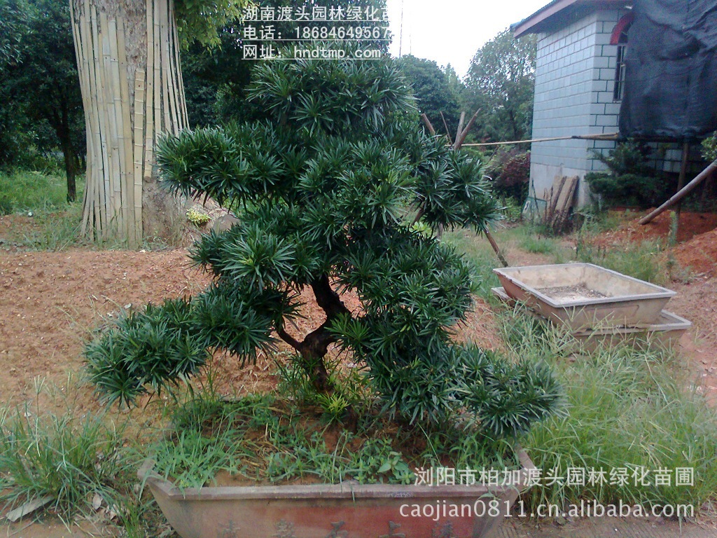 造型盆栽 羅漢松盆景 精品羅漢松 羅漢松盆景 精品羅漢松盆景 造型羅漢松盆栽 精品羅漢松盆栽價格 一(yī)米高(gāo)羅漢松盆栽 一(yī)米高(gāo)羅漢松盆景 造型盆栽 羅漢松盆景 精品羅漢松 羅漢松盆景 精品羅漢松盆景 造型羅漢松盆栽 精品羅漢松盆栽價格 一(yī)米高(gāo)羅漢松盆栽 一(yī)米高(gāo)羅漢松盆景