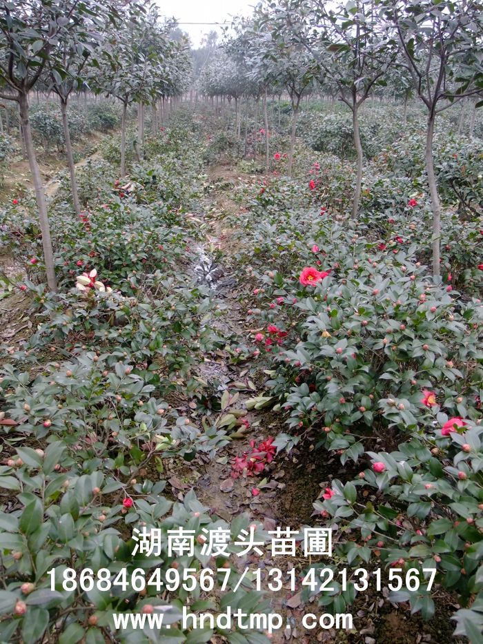 茶梅/茶梅價格/茶梅最新價格/茶梅最新價格行(xíng)情/茶梅2012年(nián)最新價格/茶梅2013年(nián)價格/