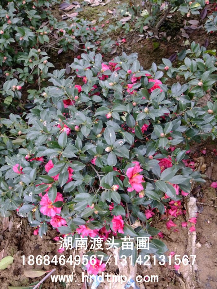 茶梅/茶梅價格/茶梅最新價格/茶梅最新價格行(xíng)情/茶梅2012年(nián)最新價格/茶梅2013年(nián)價格/