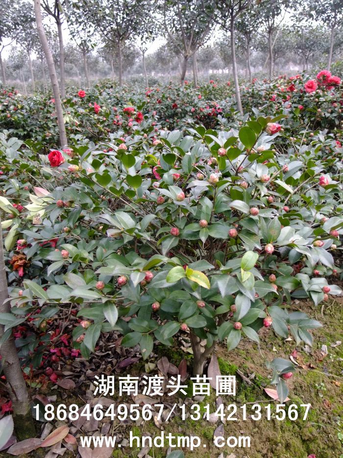 茶梅/茶梅價格/茶梅最新價格/茶梅最新價格行(xíng)情/茶梅2012年(nián)最新價格/茶梅2013年(nián)價格/