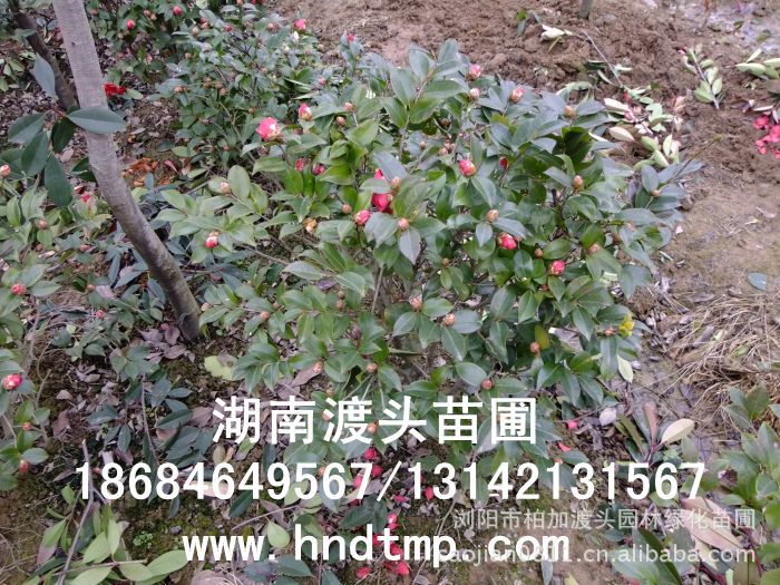 茶梅/茶梅價格/茶梅最新價格/茶梅最新價格行(xíng)情/茶梅2012年(nián)最新價格/茶梅2013年(nián)價格/