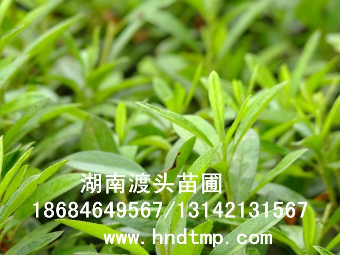 杜鵑/杜鵑價格/杜鵑最新價格/杜鵑最新價格行(xíng)情/杜鵑2012年(nián)最新價格/杜鵑2013年(nián)價格/ 杜鵑/杜鵑價格/杜鵑最新價格/杜鵑最新價格行(xíng)情/杜鵑2012年(nián)最新價格/杜鵑2013年(nián)價格/