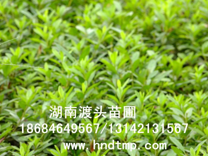 杜鵑/杜鵑價格/杜鵑最新價格/杜鵑最新價格行(xíng)情/杜鵑2012年(nián)最新價格/杜鵑2013年(nián)價格/ 杜鵑/杜鵑價格/杜鵑最新價格/杜鵑最新價格行(xíng)情/杜鵑2012年(nián)最新價格/杜鵑2013年(nián)價格/