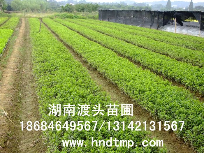 杜鵑/杜鵑價格/杜鵑最新價格/杜鵑最新價格行(xíng)情/杜鵑2012年(nián)最新價格/杜鵑2013年(nián)價格/ 杜鵑/杜鵑價格/杜鵑最新價格/杜鵑最新價格行(xíng)情/杜鵑2012年(nián)最新價格/杜鵑2013年(nián)價格/