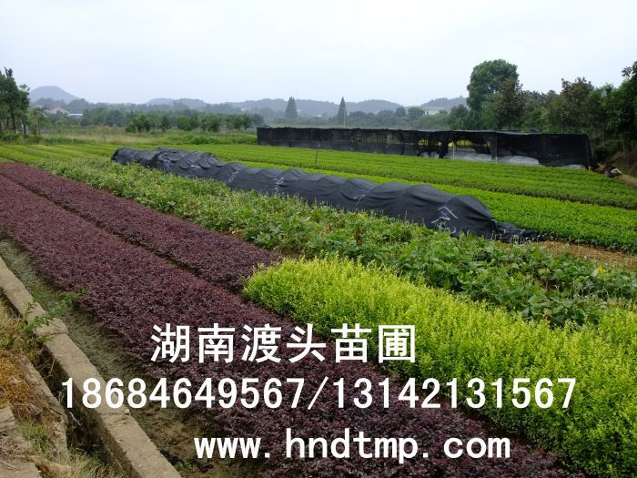 杜鵑/杜鵑價格/杜鵑最新價格/杜鵑最新價格行(xíng)情/杜鵑2012年(nián)最新價格/杜鵑2013年(nián)價格/ 杜鵑/杜鵑價格/杜鵑最新價格/杜鵑最新價格行(xíng)情/杜鵑2012年(nián)最新價格/杜鵑2013年(nián)價格/