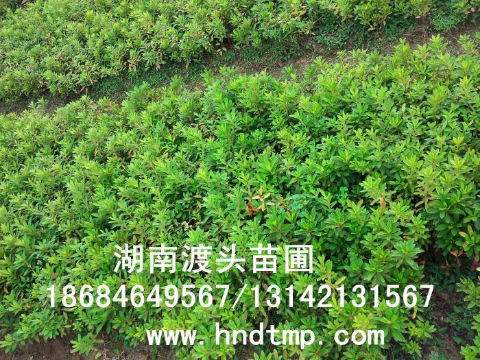 杜鵑/杜鵑價格/杜鵑最新價格/杜鵑最新價格行(xíng)情/杜鵑2012年(nián)最新價格/杜鵑2013年(nián)價格/ 杜鵑/杜鵑價格/杜鵑最新價格/杜鵑最新價格行(xíng)情/杜鵑2012年(nián)最新價格/杜鵑2013年(nián)價格/