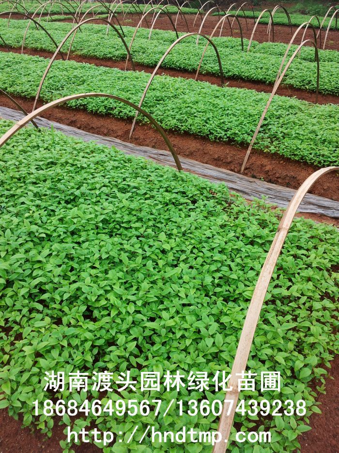 湖(hú)南(nán)花(huā)木(mù)】【湖(hú)南(nán)苗木(mù)】【湖(hú)南(nán)花(huā)卉苗木(mù)基地(dì)】【長(cháng)沙花(huā)木(mù)基地(dì)】【長(cháng)沙苗木(mù)基地(dì)】【長(cháng)沙苗圃基地(dì)】【湖(hú)南(nán)花(huā)木(mù)黑(hēi)松基地(dì)】【湖(hú)南(nán)最大(dà)黑(hēi)松基地(dì)】【湖(hú)南(nán)花(huā)木(mù)桂花(huā)直銷】【湖(hú)南(nán)苗木(mù)綠(lǜ)化(huà)灌木(mù)培植基地(dì)】【湖(hú)南(nán)花(huā)木(mù)紅(hóng)葉石楠行(xíng)道(dào)樹(shù)】【長(cháng)沙花(huā)木(mù)香樟基地(dì)】【長(cháng)沙苗圃杜英價格】【湖(hú)南(nán)渡頭園林(lín)】 湖(hú)南(nán)花(huā)木(mù)】【湖(hú)南(nán)苗木(mù)】【湖(hú)南(nán)花(huā)卉苗木(mù)基地(dì)】【長(cháng)沙花(huā)木(mù)基地(dì)】【長(cháng)沙苗木(mù)基地(dì)】【長(cháng)沙苗圃基地(dì)】【湖(hú)南(nán)花(huā)木(mù)黑(hēi)松基地(dì)】【湖(hú)南(nán)最大(dà)黑(hēi)松基地(dì)】【湖(hú)南(nán)花(huā)木(mù)桂花(huā)直銷】【湖(hú)南(nán)苗木(mù)綠(lǜ)化(huà)灌木(mù)培植基地(dì)】【湖(hú)南(nán)花(huā)木(mù)紅(hóng)葉石楠行(xíng)道(dào)樹(shù)】【長(cháng)沙花(huā)木(mù)香樟基地(dì)】【長(cháng)沙苗圃杜英價格】【湖(hú)南(nán)渡頭園林(lín)】