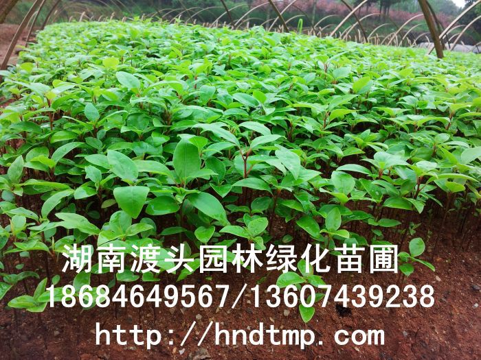 【湖(hú)南(nán)花(huā)木(mù)】【湖(hú)南(nán)苗木(mù)】【湖(hú)南(nán)花(huā)卉苗木(mù)基地(dì)】【長(cháng)沙花(huā)木(mù)基地(dì)】【長(cháng)沙苗木(mù)基地(dì)】【長(cháng)沙苗圃基地(dì)】【湖(hú)南(nán)花(huā)木(mù)黑(hēi)松基地(dì)】【湖(hú)南(nán)最大(dà)黑(hēi)松基地(dì)】【湖(hú)南(nán)花(huā)木(mù)桂花(huā)直銷】【湖(hú)南(nán)苗木(mù)綠(lǜ)化(huà)灌木(mù)培植基地(dì)】【湖(hú)南(nán)花(huā)木(mù)紅(hóng)葉石楠行(xíng)道(dào)樹(shù)】【長(cháng)沙花(huā)木(mù)香樟基地(dì)】【長(cháng)沙苗圃杜英價格】【湖(hú)南(nán)渡頭園林(lín)】 金(jīn)桂?四季桂花(huā)?紅(hóng)花(huā)繼木(mù)?春鵑?夏鵑?茶花(huā)?四季含笑(xiào)?杜英?香樟?大(dà)葉樟?廣玉蘭?深山(shān)含笑(xiào)?樂(yuè)昌含笑(xiào)?拟單性木(mù)蘭?紅(hóng)花(huā)木(mù)蓮?竹柏?紅(hóng)葉李?紅(hóng)楓?青楓?楓香?楊梅?法國(guó)冬青?中華蚊木(mù)?紅(hóng)豆杉?羅漢松?雪(xuě)松?松柏?蘭天竹?絲蘭?四季桂花(huā)球?羅漢松球 【湖(hú)南(nán)花(huā)木(mù)】【湖(hú)南(nán)苗木(mù)】【湖(hú)南(nán)花(huā)卉苗木(mù)基地(dì)】【長(cháng)沙花(huā)木(mù)基地(dì)】【長(cháng)沙苗木(mù)基地(dì)】【長(cháng)沙苗圃基地(dì)】【湖(hú)南(nán)花(huā)木(mù)黑(hēi)松基地(dì)】【湖(hú)南(nán)最大(dà)黑(hēi)松基地(dì)】【湖(hú)南(nán)花(huā)木(mù)桂花(huā)直銷】【湖(hú)南(nán)苗木(mù)綠(lǜ)化(huà)灌木(mù)培植基地(dì)】【湖(hú)南(nán)花(huā)木(mù)紅(hóng)葉石楠行(xíng)道(dào)樹(shù)】【長(cháng)沙花(huā)木(mù)香樟基地(dì)】【長(cháng)沙苗圃杜英價格】【湖(hú)南(nán)渡頭園林(lín)】 金(jīn)桂?四季桂花(huā)?紅(hóng)花(huā)繼木(mù)?春鵑?夏鵑?茶花(huā)?四季含笑(xiào)?杜英?香樟?大(dà)葉樟?廣玉蘭?深山(shān)含笑(xiào)?樂(yuè)昌含笑(xiào)?拟單性木(mù)蘭?紅(hóng)花(huā)木(mù)蓮?竹柏?紅(hóng)葉李?紅(hóng)楓?青楓?楓香?楊梅?法國(guó)冬青?中華蚊木(mù)?紅(hóng)豆杉?羅漢松?雪(xuě)松?松柏?蘭天竹?絲蘭?四季桂花(huā)球?羅漢松球