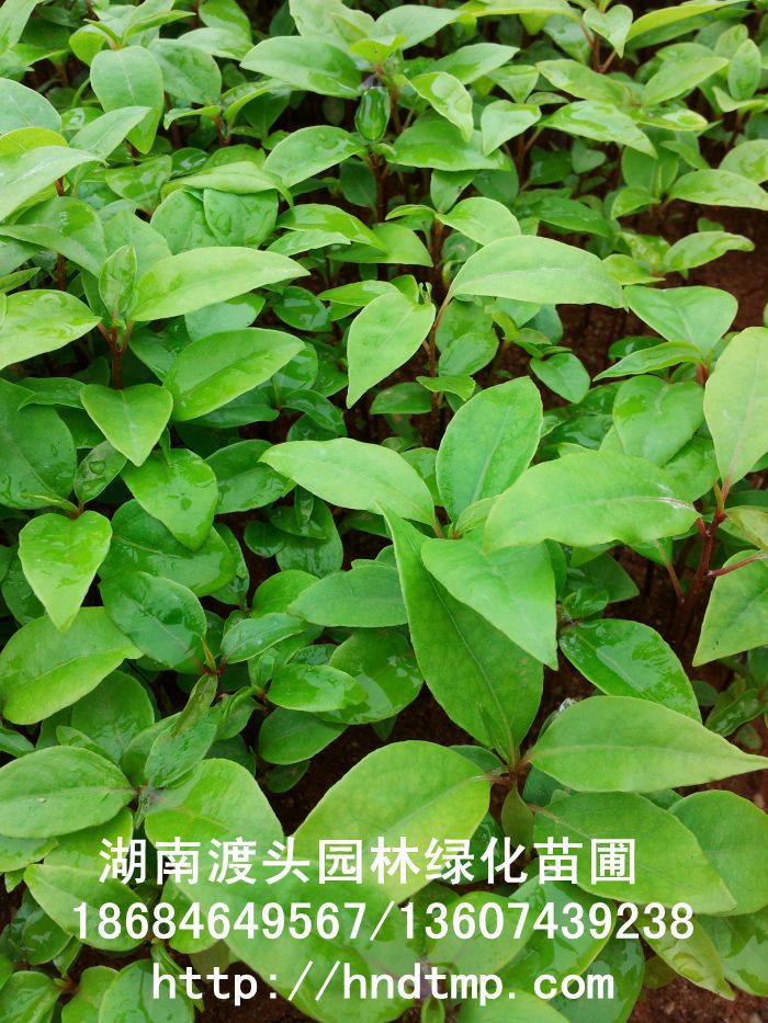 【湖(hú)南(nán)花(huā)木(mù)】【湖(hú)南(nán)苗木(mù)】【湖(hú)南(nán)花(huā)卉苗木(mù)基地(dì)】【長(cháng)沙花(huā)木(mù)基地(dì)】【長(cháng)沙苗木(mù)基地(dì)】【長(cháng)沙苗圃基地(dì)】【湖(hú)南(nán)花(huā)木(mù)黑(hēi)松基地(dì)】【湖(hú)南(nán)最大(dà)黑(hēi)松基地(dì)】【湖(hú)南(nán)花(huā)木(mù)桂花(huā)直銷】【湖(hú)南(nán)苗木(mù)綠(lǜ)化(huà)灌木(mù)培植基地(dì)】【湖(hú)南(nán)花(huā)木(mù)紅(hóng)葉石楠行(xíng)道(dào)樹(shù)】【長(cháng)沙花(huā)木(mù)香樟基地(dì)】【長(cháng)沙苗圃杜英價格】【湖(hú)南(nán)渡頭園林(lín)】 金(jīn)桂?四季桂花(huā)?紅(hóng)花(huā)繼木(mù)?春鵑?夏鵑?茶花(huā)?四季含笑(xiào)?杜英?香樟?大(dà)葉樟?廣玉蘭?深山(shān)含笑(xiào)?樂(yuè)昌含笑(xiào)?拟單性木(mù)蘭?紅(hóng)花(huā)木(mù)蓮?竹柏?紅(hóng)葉李?紅(hóng)楓?青楓?楓香?楊梅?法國(guó)冬青?中華蚊木(mù)?紅(hóng)豆杉?羅漢松?雪(xuě)松?松柏?蘭天竹?絲蘭?四季桂花(huā)球?羅漢松球 【湖(hú)南(nán)花(huā)木(mù)】【湖(hú)南(nán)苗木(mù)】【湖(hú)南(nán)花(huā)卉苗木(mù)基地(dì)】【長(cháng)沙花(huā)木(mù)基地(dì)】【長(cháng)沙苗木(mù)基地(dì)】【長(cháng)沙苗圃基地(dì)】【湖(hú)南(nán)花(huā)木(mù)黑(hēi)松基地(dì)】【湖(hú)南(nán)最大(dà)黑(hēi)松基地(dì)】【湖(hú)南(nán)花(huā)木(mù)桂花(huā)直銷】【湖(hú)南(nán)苗木(mù)綠(lǜ)化(huà)灌木(mù)培植基地(dì)】【湖(hú)南(nán)花(huā)木(mù)紅(hóng)葉石楠行(xíng)道(dào)樹(shù)】【長(cháng)沙花(huā)木(mù)香樟基地(dì)】【長(cháng)沙苗圃杜英價格】【湖(hú)南(nán)渡頭園林(lín)】 金(jīn)桂?四季桂花(huā)?紅(hóng)花(huā)繼木(mù)?春鵑?夏鵑?茶花(huā)?四季含笑(xiào)?杜英?香樟?大(dà)葉樟?廣玉蘭?深山(shān)含笑(xiào)?樂(yuè)昌含笑(xiào)?拟單性木(mù)蘭?紅(hóng)花(huā)木(mù)蓮?竹柏?紅(hóng)葉李?紅(hóng)楓?青楓?楓香?楊梅?法國(guó)冬青?中華蚊木(mù)?紅(hóng)豆杉?羅漢松?雪(xuě)松?松柏?蘭天竹?絲蘭?四季桂花(huā)球?羅漢松球