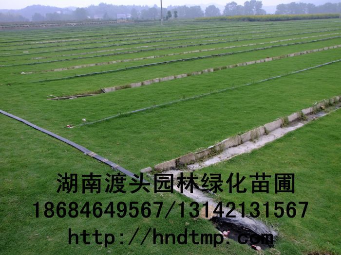 長(cháng)沙草(cǎo)皮/長(cháng)沙無土(tǔ)草(cǎo)皮 長(cháng)沙草(cǎo)皮/長(cháng)沙無土(tǔ)草(cǎo)皮