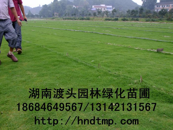 長(cháng)沙草(cǎo)皮/長(cháng)沙草(cǎo)毯 長(cháng)沙草(cǎo)皮/長(cháng)沙草(cǎo)毯