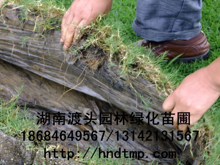 湖(hú)南(nán)草(cǎo)皮/無土(tǔ)草(cǎo)毯 湖(hú)南(nán)草(cǎo)皮/無土(tǔ)草(cǎo)毯