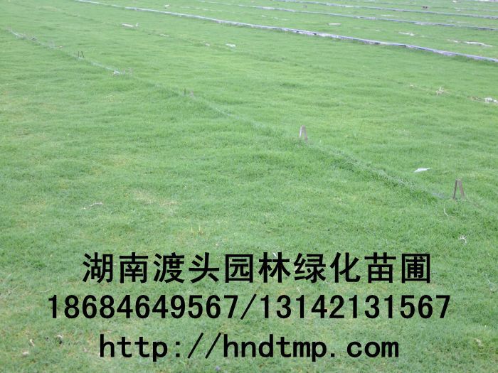 湖(hú)南(nán)草(cǎo)皮基地(dì)/湖(hú)南(nán)草(cǎo)皮 湖(hú)南(nán)草(cǎo)皮基地(dì)/湖(hú)南(nán)草(cǎo)皮