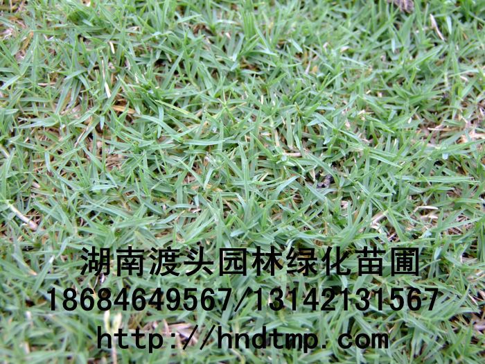 無土(tǔ)草(cǎo)皮/無土(tǔ)草(cǎo)毯 無土(tǔ)草(cǎo)皮/無土(tǔ)草(cǎo)毯