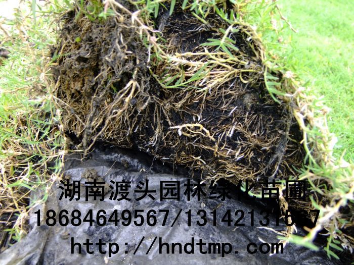 湖(hú)南(nán)草(cǎo)皮/百慕大(dà)草(cǎo)皮 湖(hú)南(nán)草(cǎo)皮/百慕大(dà)草(cǎo)皮