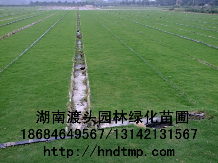 無土(tǔ)草(cǎo)皮/湖(hú)南(nán)草(cǎo)皮 無土(tǔ)草(cǎo)皮/湖(hú)南(nán)草(cǎo)皮