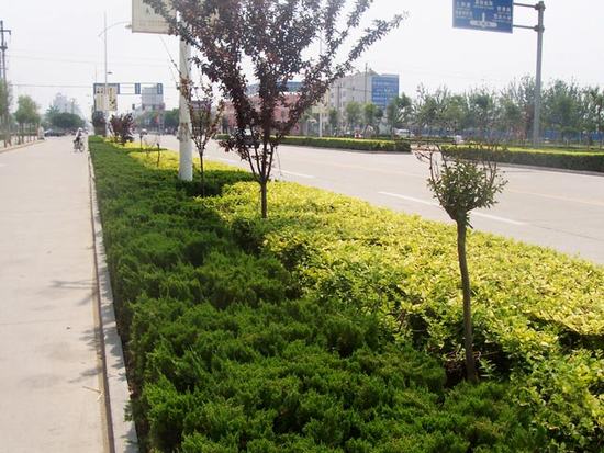 道(dào)路(lù)綠(lǜ)化(huà)