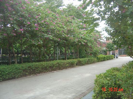 學校(xiào)綠(lǜ)化(huà)效果圖