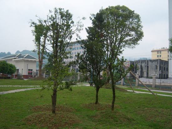 學校(xiào)綠(lǜ)化(huà)效果圖