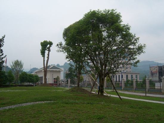 學校(xiào)綠(lǜ)化(huà)效果圖